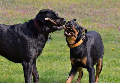 All families are different, so are dogs. Rottweiler Lab Mix: The Complete Labrottie Dog Breed Guide ...