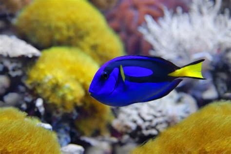 How Fast Do Blue Tangs Grow Everything To Know