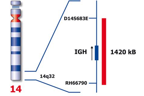Igh 14q32 Ish Probes Molecular Pathology