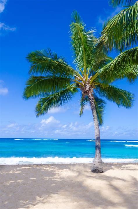 Coconut Palm Tree On The Sandy Beach In Hawaii Kauai Stock Image