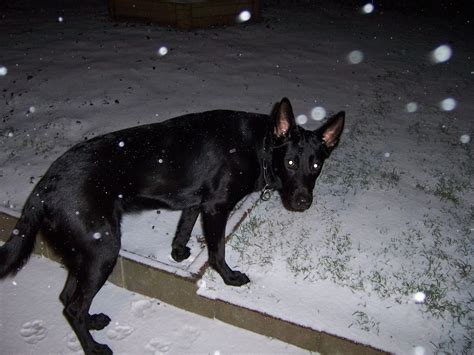 Black Alsation In Snow German Shepherds Photo 597860 Fanpop