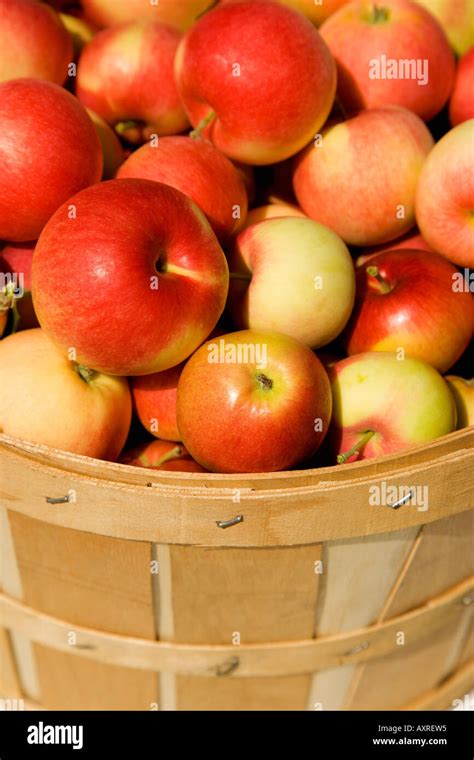 Bushel Of Apples Stock Photo Alamy