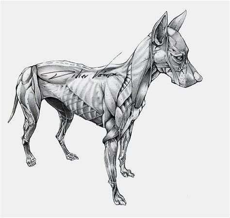 Anatomy Of Dog Anatomy For Artists Animal Drawings Illustration