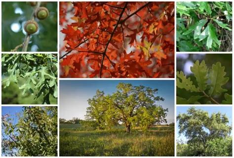 15 Different Types Of Oak Trees Most Common