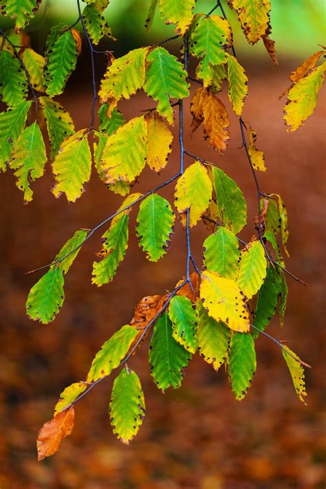 Autumn Beech Leaves Free Photo On Pixabay Pixabay