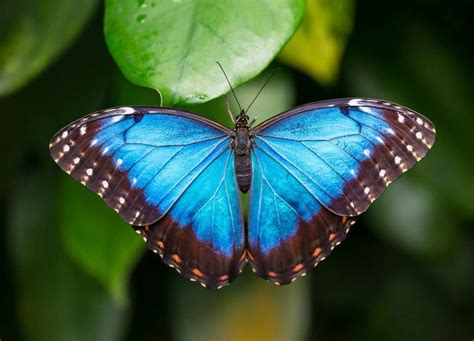 Huge selection of animals & wildlife. Top 10 Most Beautiful Butterflies In The World | World's ...