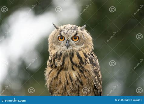 Eurasian Eagle Owl Head Bubo Bubo A Large Species Of Eagle Owl Sit