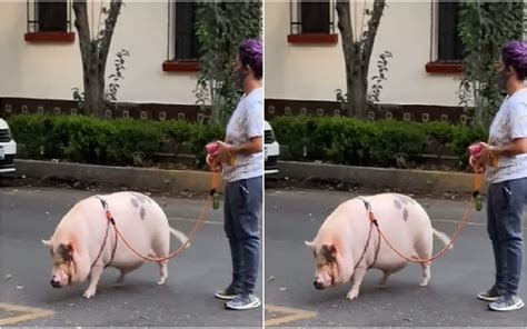 VIDEO CERDITO PASEANDO POR LAS CALLES DE CDMX SE HACE VIRAL Sol Yucatán