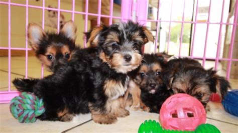 Brown and white pomeranian puppies for sale in georgia local breeders. Adorable Chorkie Puppies For Sale, Georgia Local Breeders ...