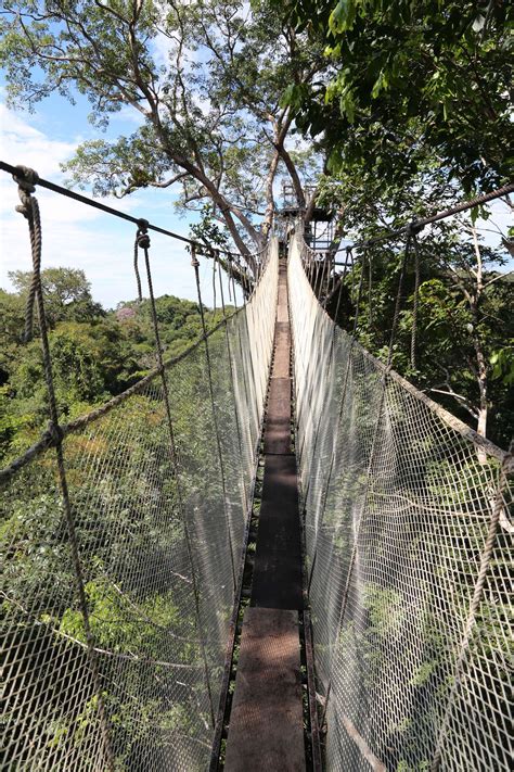 Amazon Jungle Canopy Walkway Strolling Between Heaven And Earth A