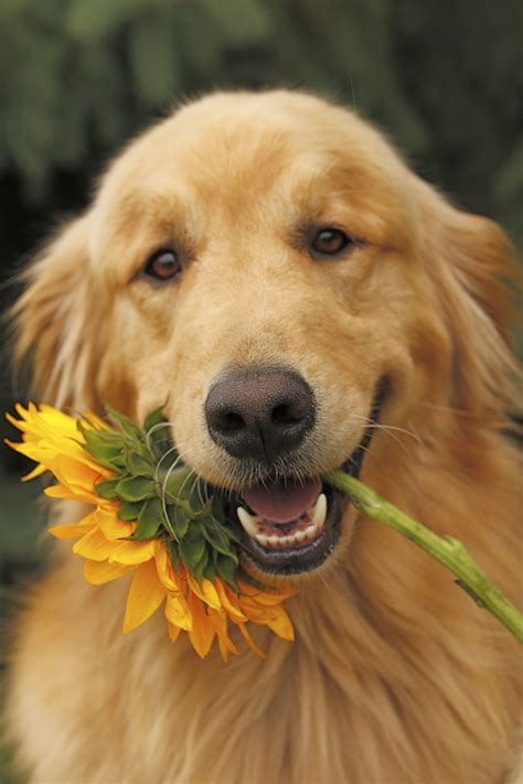 My Favorites Sunflowers And Goldens Golden Retrievers Pinterest