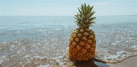 A Brief History Of Pineapples In Hawaii Hawaii Ocean Project Maui