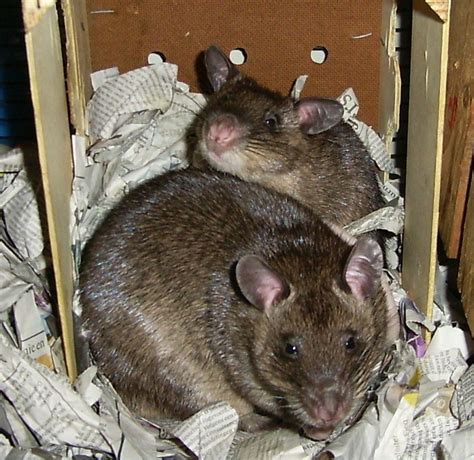 Gambian Pouched Rats