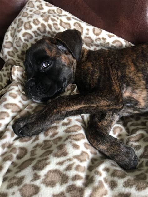Rayna The Boxer Pup Reverse Brindle Darling Face ️ Cute Boxer