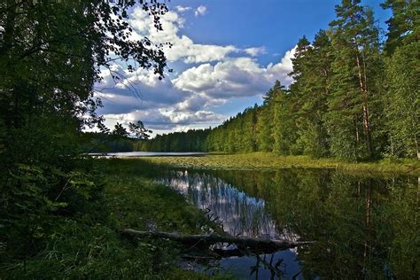 Finnish Forests In Summer Time Finland Scenery Pictures