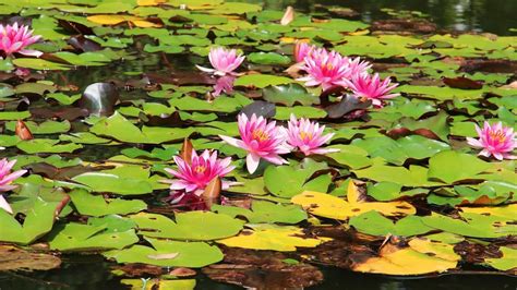 Wallpaper Water Lilies Water Leaves Sunny Hd Picture Image