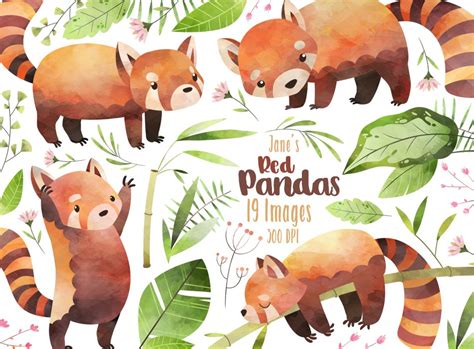 Watercolor Red Pandas Clipart Creative Daddy