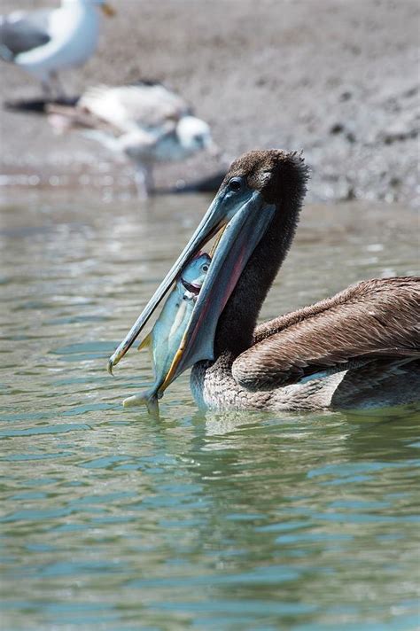 Brown Pelican Eating A Fish Photograph By Christopher Swannscience