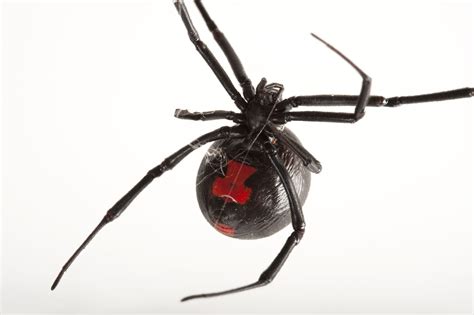 Black Widow Spider