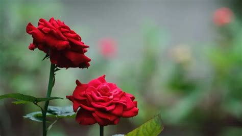 Cari Tahu 5 Arti Bunga Mawar Berdasarkan Warnanya