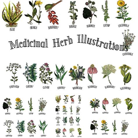 Medicinal Herb Collection