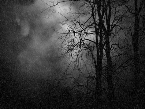 Forest Rain Forest Wallpaper Rainy Night Forest