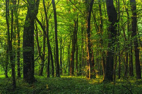 How Farming In Forests Could Sustain The Planet