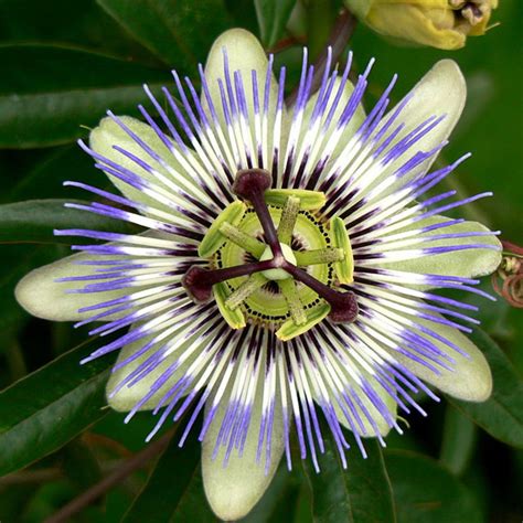 The Many Disguises Of The Passion Flower Passiflora Hubpages