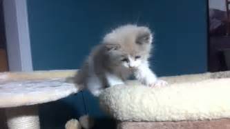 Oliver Blue Bicolor Mink Ragdoll Kitten 7 Weeks Of Age Youtube
