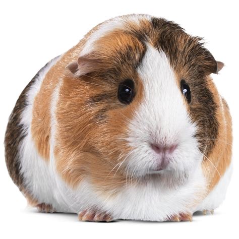 Check out our pet pig for sale selection for the very best in unique or custom, handmade pieces from our shops. Guinea Pigs for Sale: Buy Live Guinea Pigs for Sale | Petco
