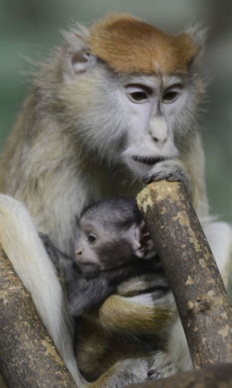Update Baby Patas Monkey Gets Her Name Zooborns