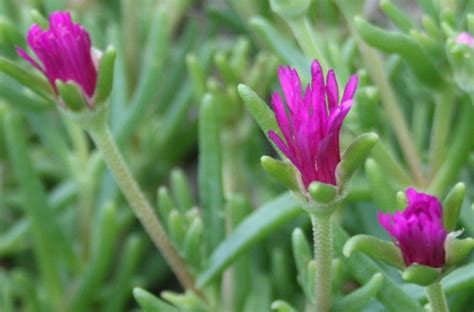 Delosperma Is The Hardy Ice Plant Right For Your Garden Dengarden