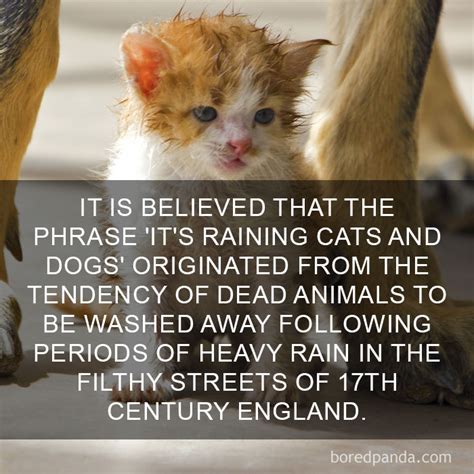 Elephants use their trunks to help them stay cool. You Probably Weren't Aware Of These Cat Facts! - Only OMG