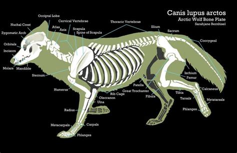 He Who Runs With Wolves Dog Anatomy Animal Skeletons Fox Anatomy