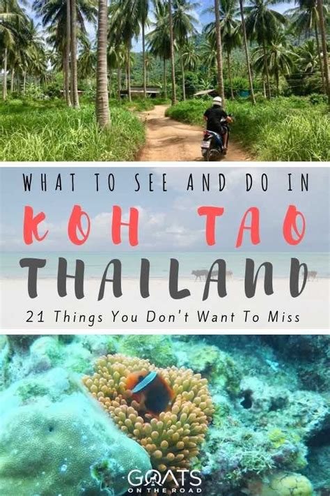 21 Top Things To Do In Koh Tao Thailand Goats On The Road Thailand