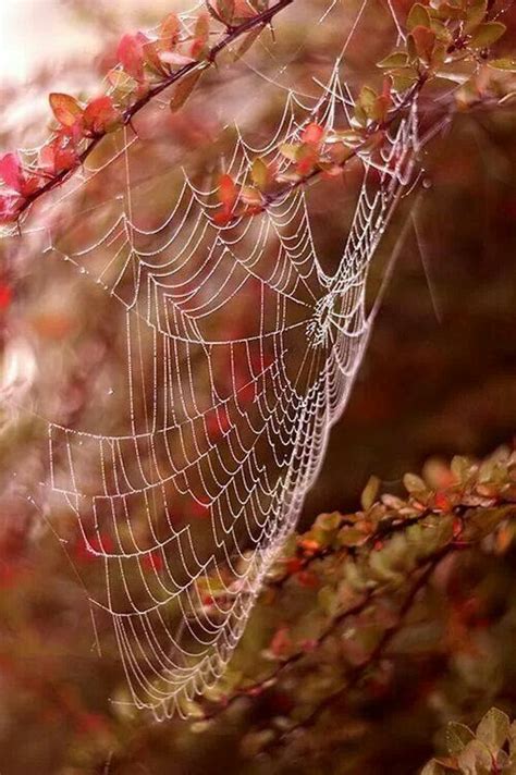 Autumn Autumn Photography Spider Web Autumn Beauty