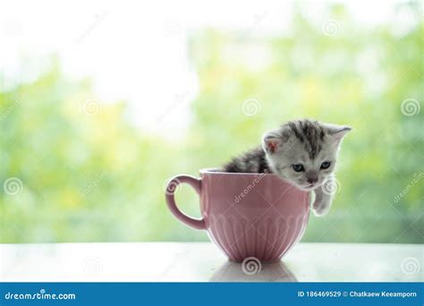 Cat In The Cup Stock Image Image Of Looking Pink Backdrop 186469529