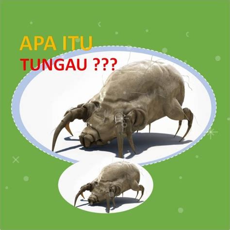 Bekas Gigitan Tungau Archives Kleencare Indonesia
