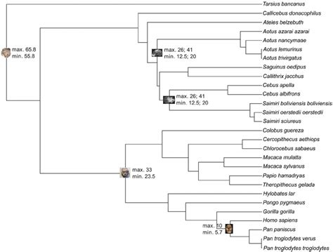 Fossil Calibrations Phylogenetic Tree Of 28 Primate Species Showing