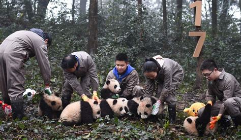 Panda Habitat Is Shrinking And Tourists Are Adding To The