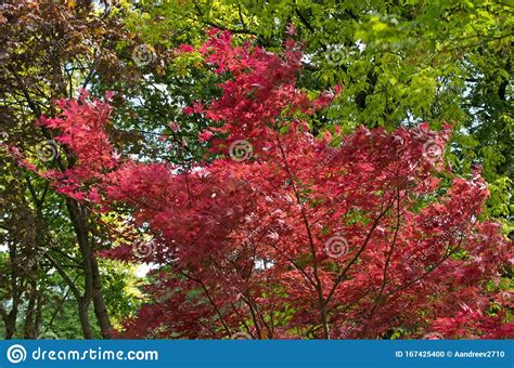 Japanese Maple Acer Palmatum With Red Burgundy Leaves Is Trembling In