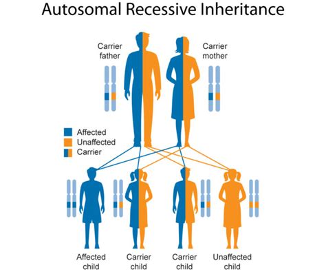 When a recessive trait is on the x chromosome: Genetics and Inheritance | National Foundation for ...