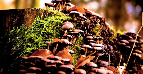 Scientists Discover Why Magic Mushrooms Evolved Psilocybin