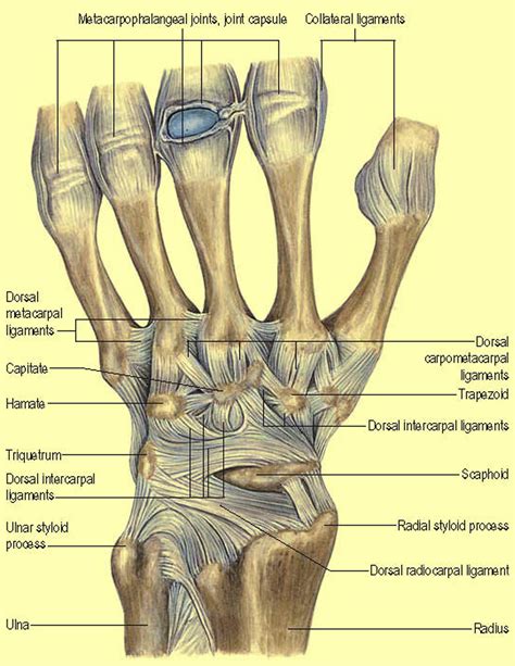 I Anatomy Of The Carpus And Surgical Approaches Orthopaedics And Trauma