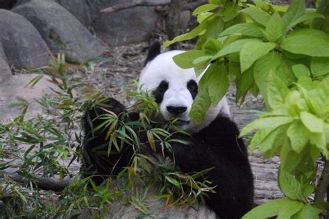 10 Places To See Giant Pandas Trip Planning Photo Gallery By