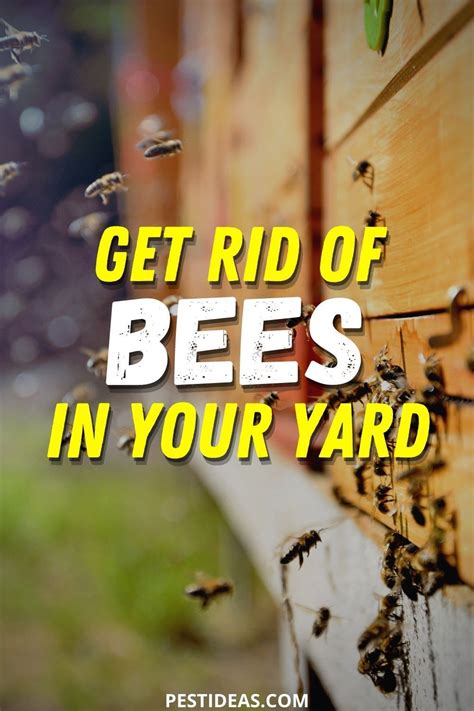 How To Get Rid Of Bees In Your Yard Getting Rid Of Bees Bee