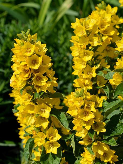 Yellow Loosestrife Photograph By Ed Mosier