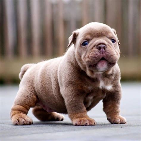 Learn more about the english bulldog breed and find out if this dog is the right fit for your home at petfinder! 2638 best Cute Dogs and Puppies images on Pinterest | Baby ...