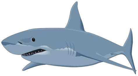 Shark Png Image Transparent Image Download Size 3500x1949px