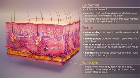 Skin: Functions, Conditions and Treatments - Scientific Animations